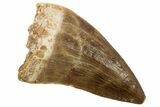 Fossil Mosasaur (Prognathodon) Tooth - Morocco #186506-1